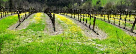 I nostri itinerari in Romagna: il Parco della Vena del Gesso Romagnola - i vigneti