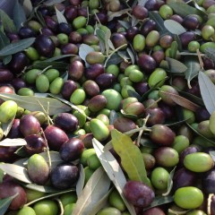 Olio della Tenuta Pennita di Terra del Sole