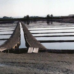 Saline di Cervia